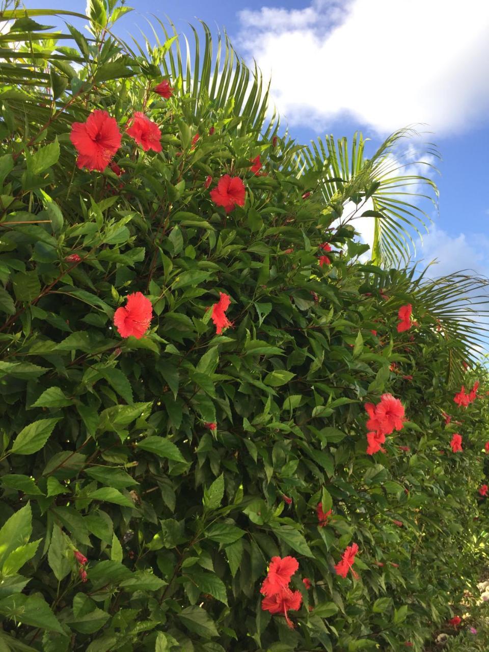 Guest House Annsea Ishigaki  Exterior photo